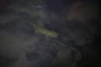 Lissotriton helveticus