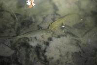 Lissotriton helveticus