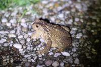 Bufo spinosus