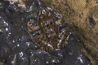 Pelophylax kl. esculentus