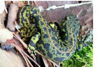 Triturus marmoratus