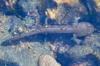 Salamandra salamandra