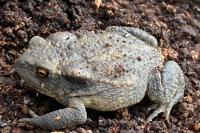 Bufo spinosus
