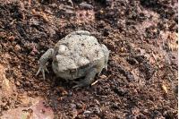 Bufo spinosus