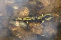 Salamandra salamandra