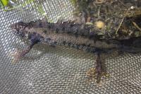 Triturus cristatus
