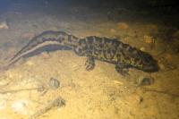 Triturus marmoratus