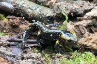 Salamandra salamandra