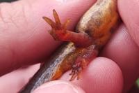 Lissotriton vulgaris