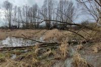 Lissotriton vulgaris