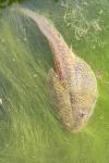 Pelophylax ridibundus