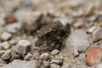 Bufo spinosus