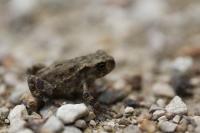 Bufo spinosus