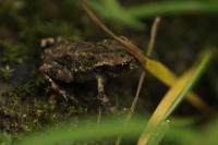 Bufo spinosus