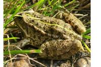 Grenouille commune