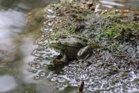 Grenouille commune