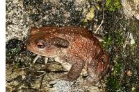 Bufo spinosus