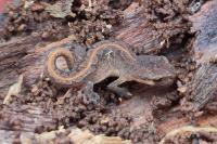 Lissotriton