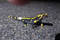 Salamandre tachetée