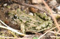 Pelodytes punctatus
