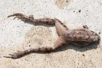 Rana dalmatina