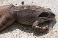 Rana dalmatina
