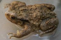 Bufo spinosus