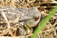 Bufo spinosus