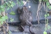Bufo spinosus