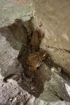 Bufo bufo