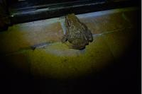 Bufo spinosus