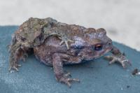 Bufo spinosus