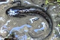 Ichthyosaura alpestris