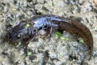 Ichthyosaura alpestris