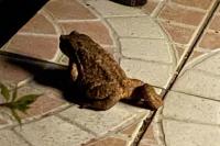 Bufo spinosus
