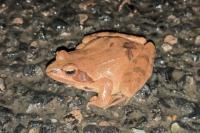 Rana dalmatina