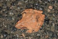 Rana dalmatina