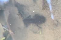 Salamandra salamandra