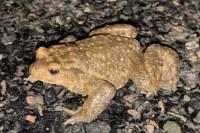 Bufo spinosus