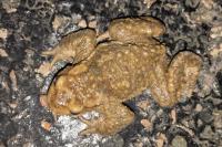 Bufo spinosus
