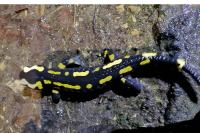 Salamandra salamandra