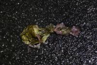 Bufo spinosus