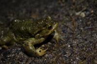 Bufo spinosus