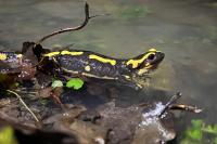Salamandra salamandra