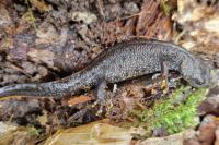 Triturus cristatus