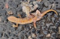 Lissotriton helveticus