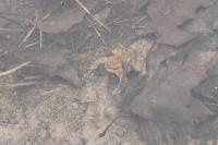 Bufo spinosus