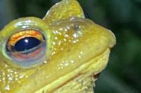 Bufo spinosus