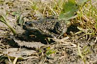 Bombina variegata