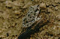 Pelodytes punctatus